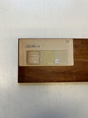 Media type: image;   Invertebrate Zoology HOL-872 Description: Photograph of microscope slide and handwritten label.;  Aspect: slide